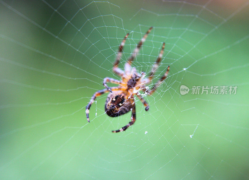 欧洲花园蜘蛛网图像/英语十字蜘蛛/ orbweaver /冠冕